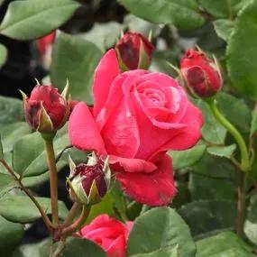 Timeless Charisma Rose (Rosa Timeless Charisma) 2